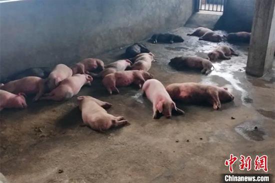 四川通江一养猪场烧煤取暖不幸致99头生猪中毒死亡。 白川东 摄
